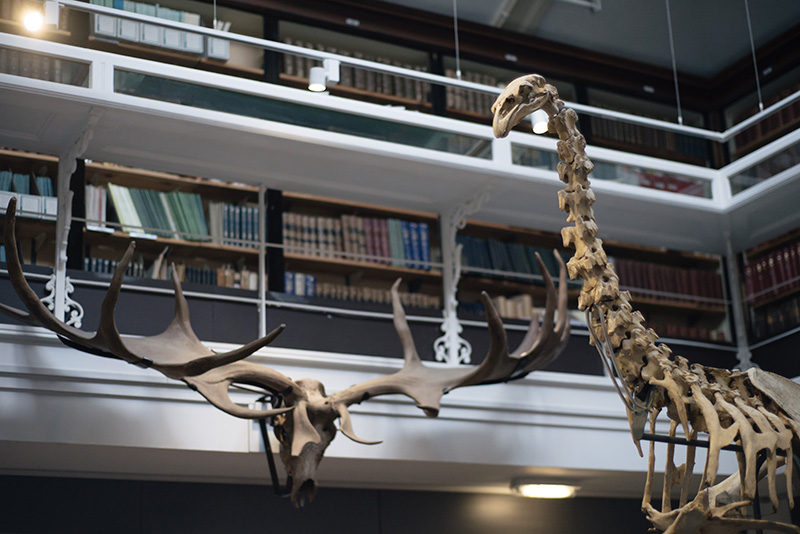 FAIIINT York weekend break. Yorkshire Museum Moa skeleton & Giant Deer skull and antlers.