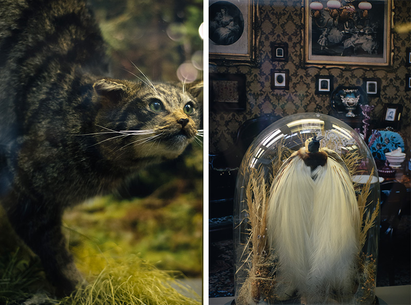 FAIIINT York weekend break. Yorkshire Museum Scottish Wildcat & Bird of Paradise taxidermy displays.