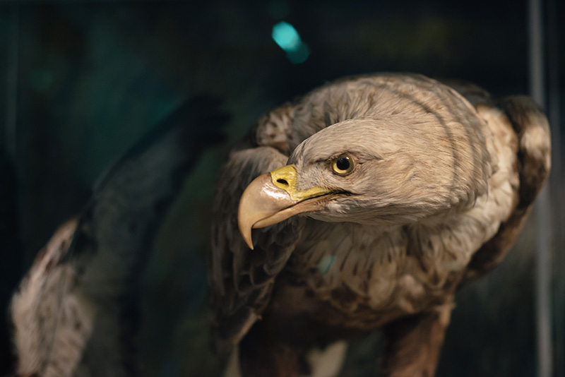 FAIIINT York weekend break. Yorkshire Museum eagle taxidermy.