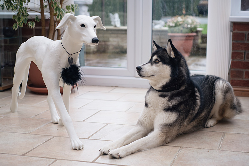 FAIIINT Siberian Husky Nico with River Island and Dogs Trust whippet Dog-equin dog mannequin.