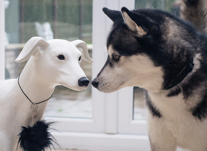 FAIIINT Siberian Husky Nico with River Island and Dogs Trust whippet Dog-equin dog mannequin.