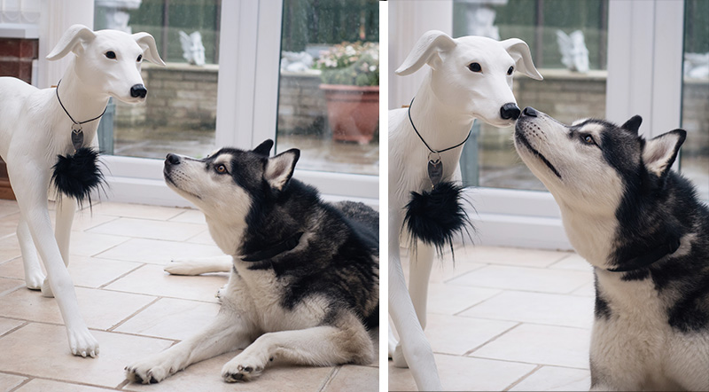 FAIIINT Siberian Husky Nico with River Island and Dogs Trust whippet Dog-equin dog mannequin.