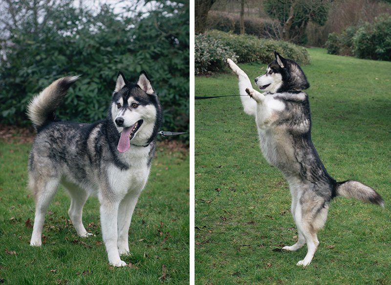FAIIINT Siberian Husky dog Nico, standing up and playing.