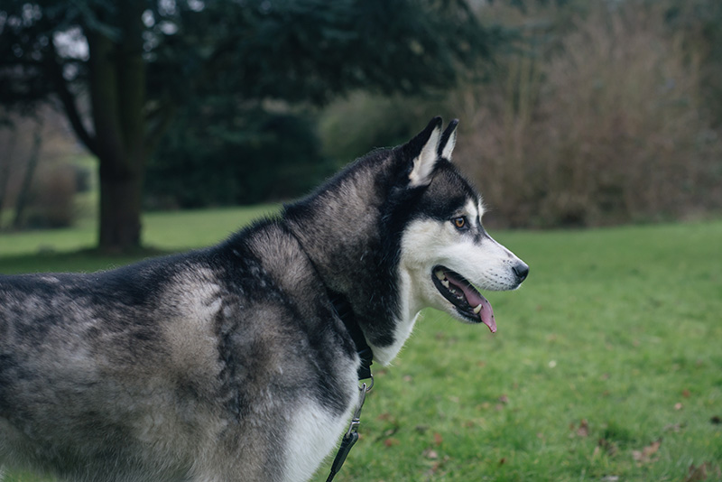 FAIIINT Siberian Husky dog Nico.