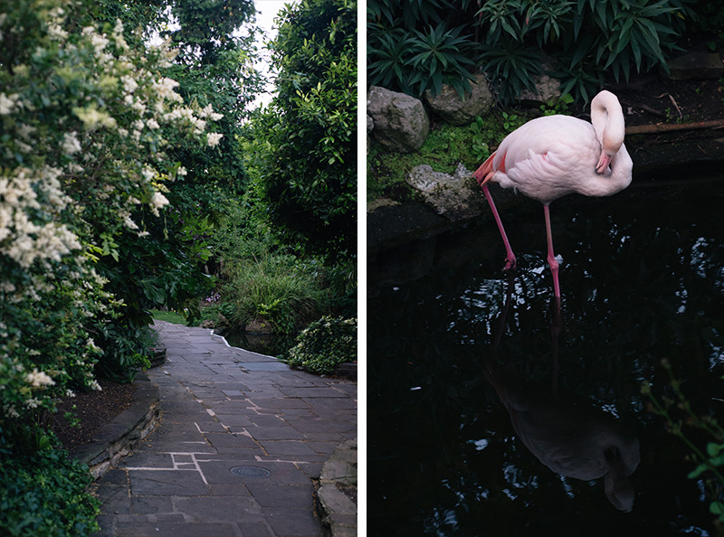 The Roof Gardens Kensington London. Flamingos.