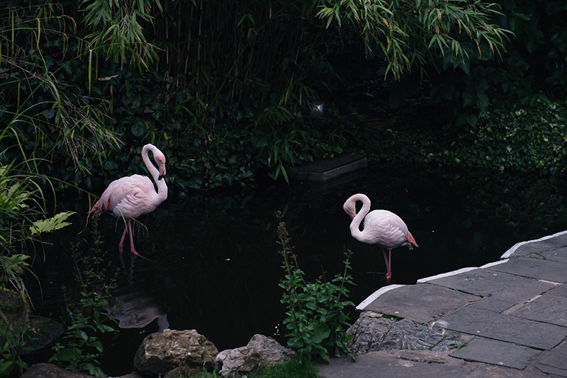 The Roof Gardens Kensington London. Flamingos.