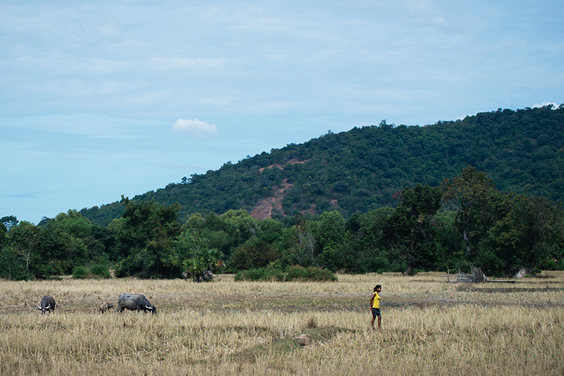 Countryside landscape in Siem Reap Cambodia, local girl and buffalo in field.