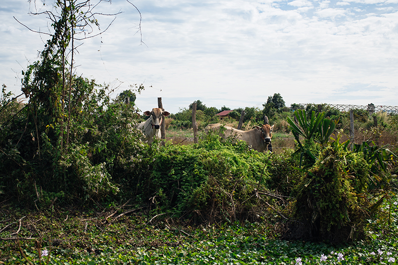 Countryside landscape in Siem Reap Cambodia, cows by the side of the road.