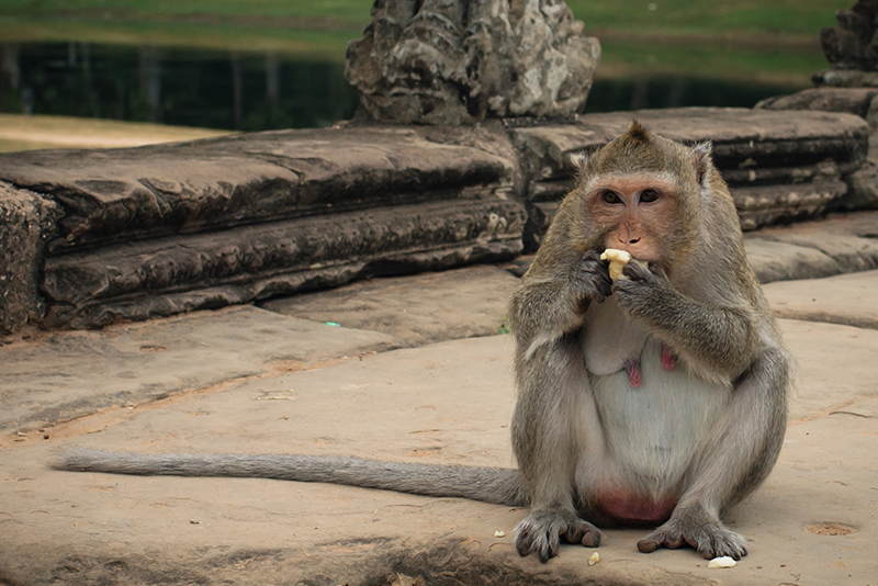 Monkey eating fruit at Angkor Wat temple complex Siem Reap Cambodia.
