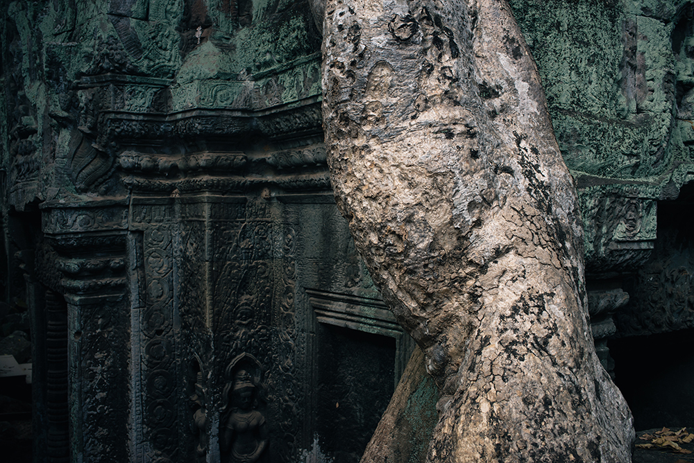 Ta Prohm temple Siem Reap Angkor Cambodia. Ruins with large tree roots.