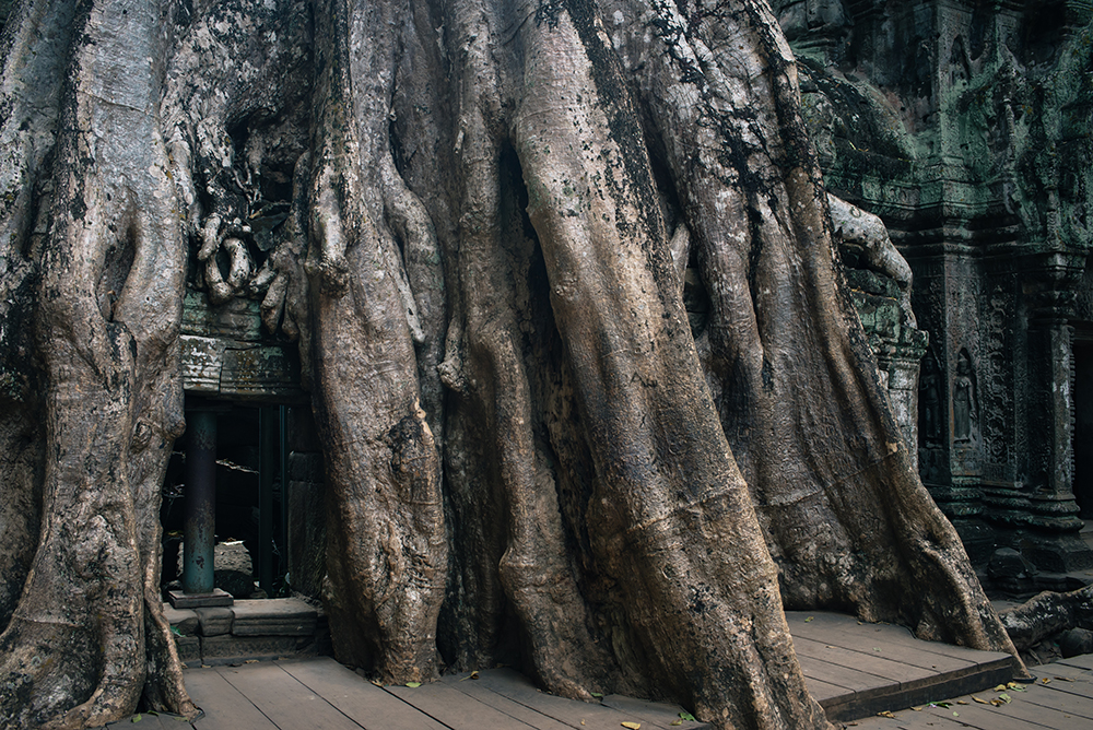 Ta Prohm temple Siem Reap Angkor Cambodia. Crumbling ruins reclaimed by nature and overgrown with trees and roots.