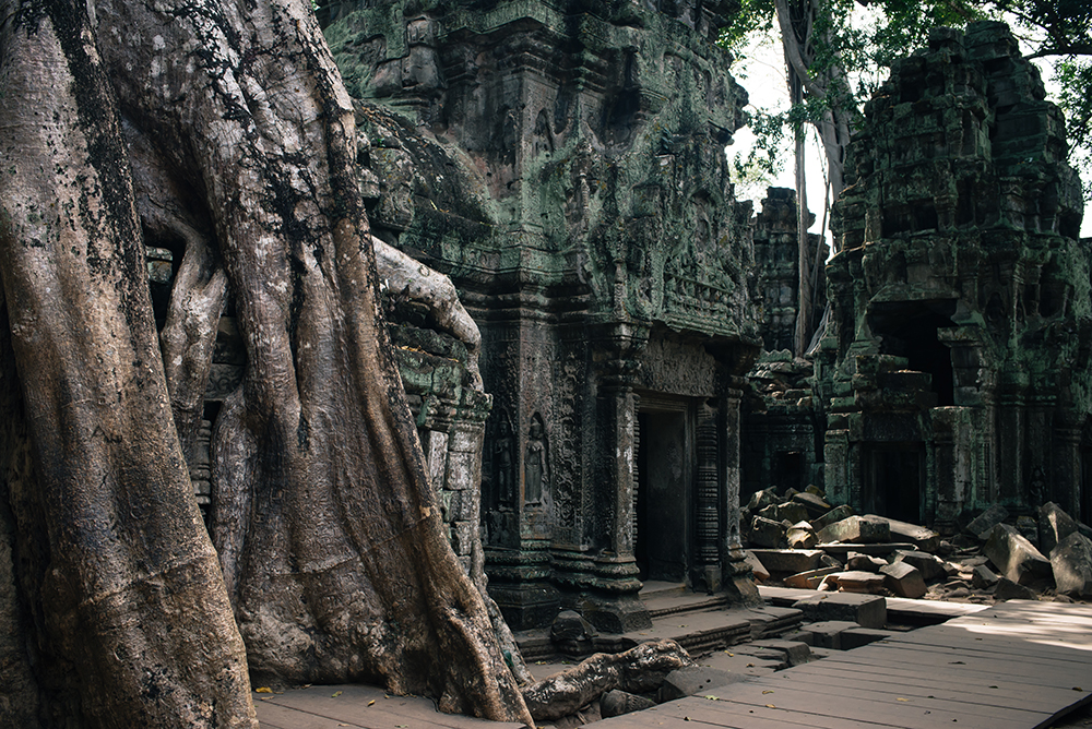 Ta Prohm temple Siem Reap Angkor Cambodia. Crumbling ruins reclaimed by nature and overgrown with trees and roots.