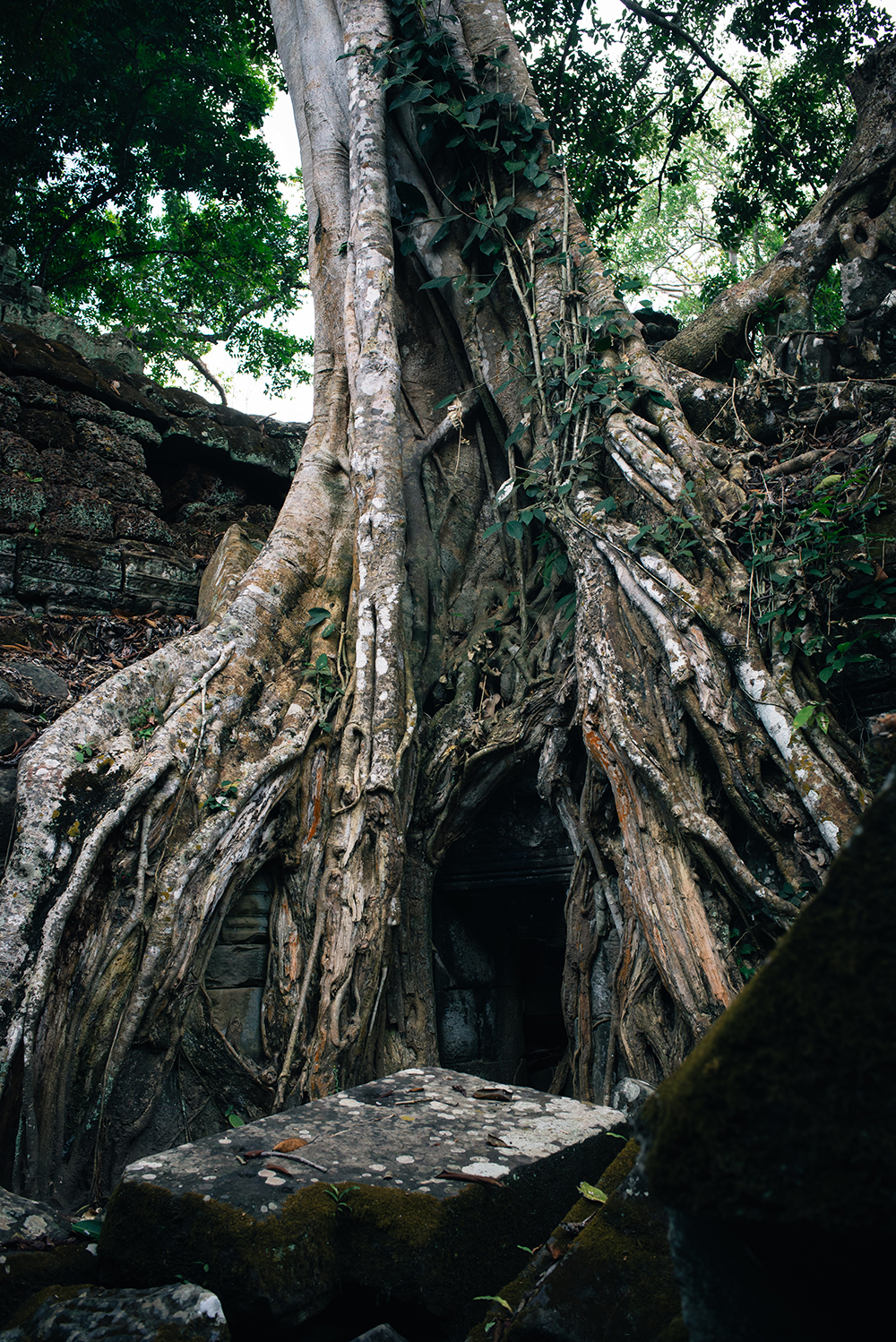 Ta Prohm temple Siem Reap Angkor Cambodia. Crumbling ruins with huge tree.