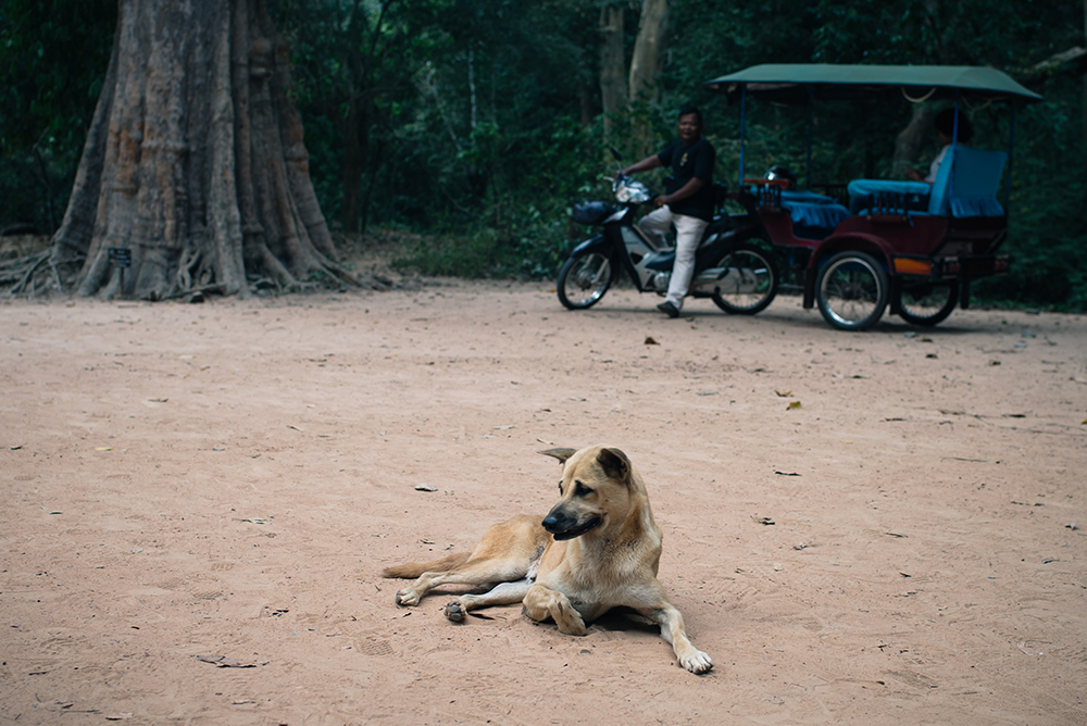 Ta Prohm temple Siem Reap Angkor Cambodia. Stray dog waiting by Tuk Tuk.