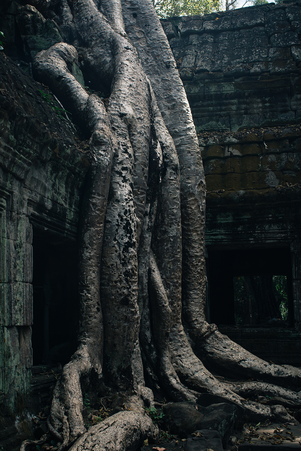 Ta Prohm temple Siem Reap Angkor Cambodia. Crumbling ruins reclaimed by nature and overgrown with trees and roots.