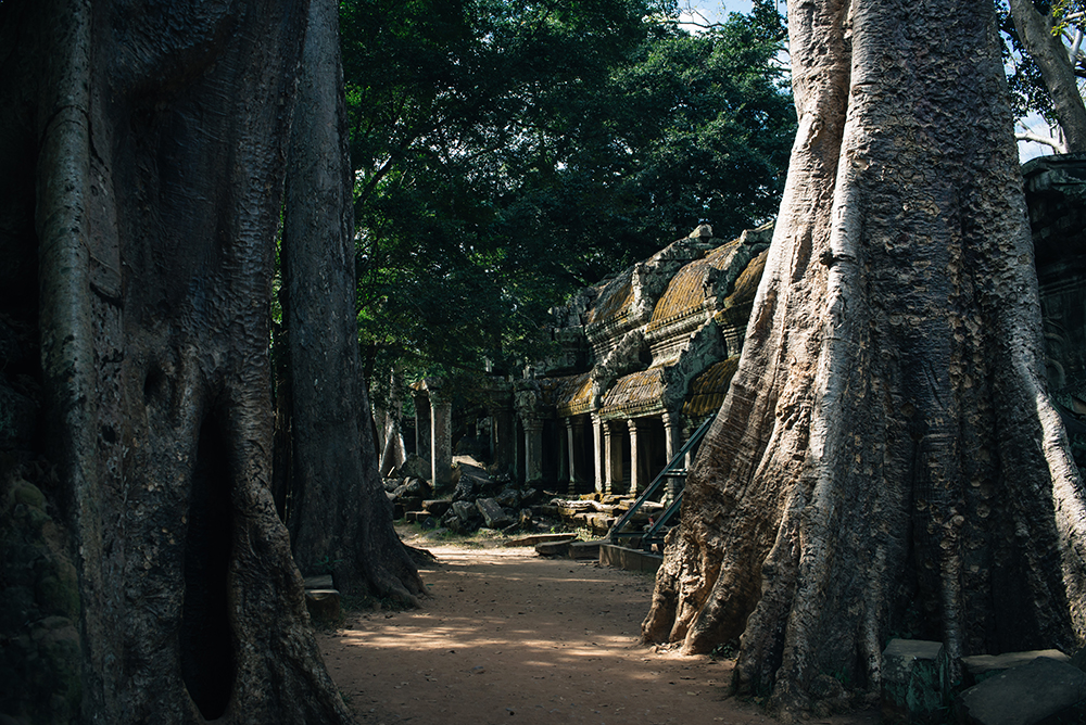 Ta Prohm temple path Siem Reap Angkor Cambodia. Crumbling ruins reclaimed by nature and overgrown with trees and plants.