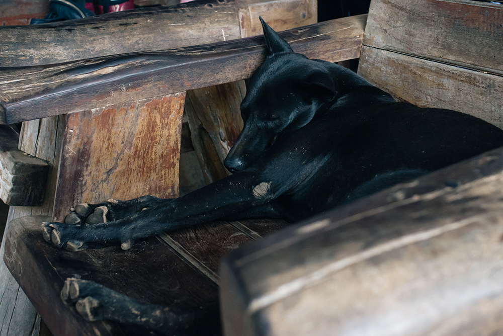 Elephant Nature Park rescue and sanctuary Chiang Mai Thailand dog sleeping.