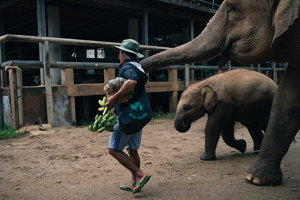 Elephant Nature Park rescue and sanctuary Chiang Mai Thailand, Mum & baby.