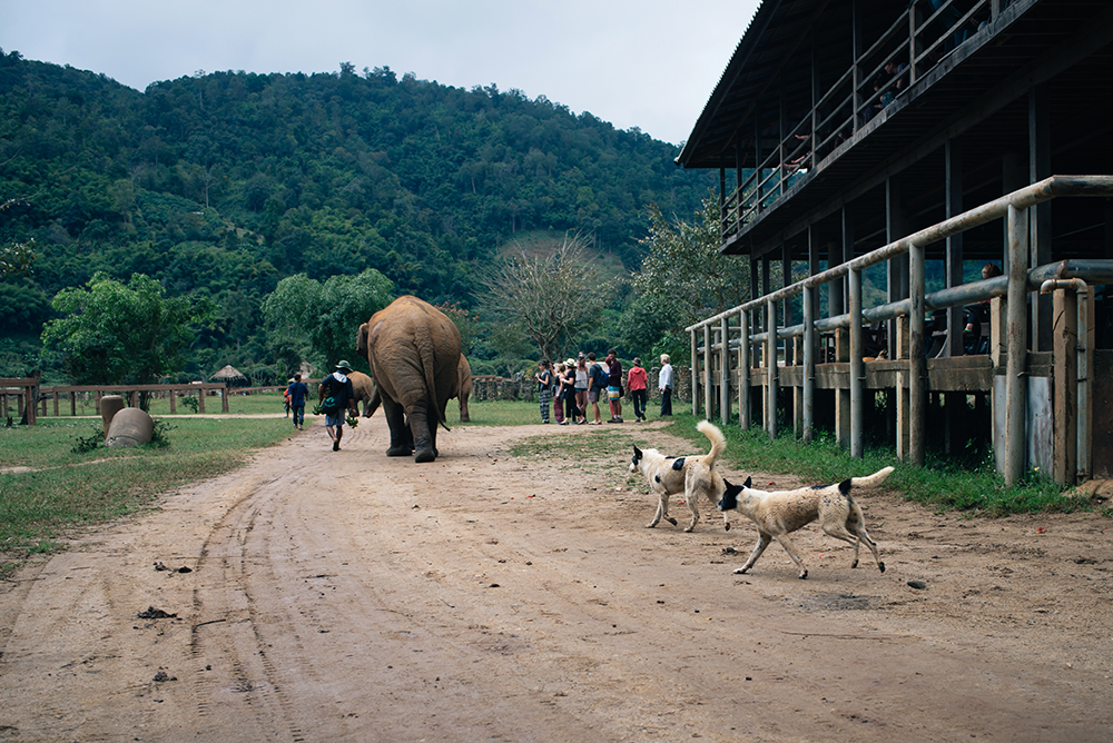 Elephant Nature Park rescue and sanctuary Chiang Mai Thailand.