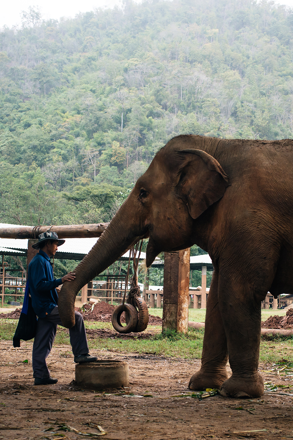 Keeper at Elephant Nature Park rescue and sanctuary Chiang Mai Thailand.
