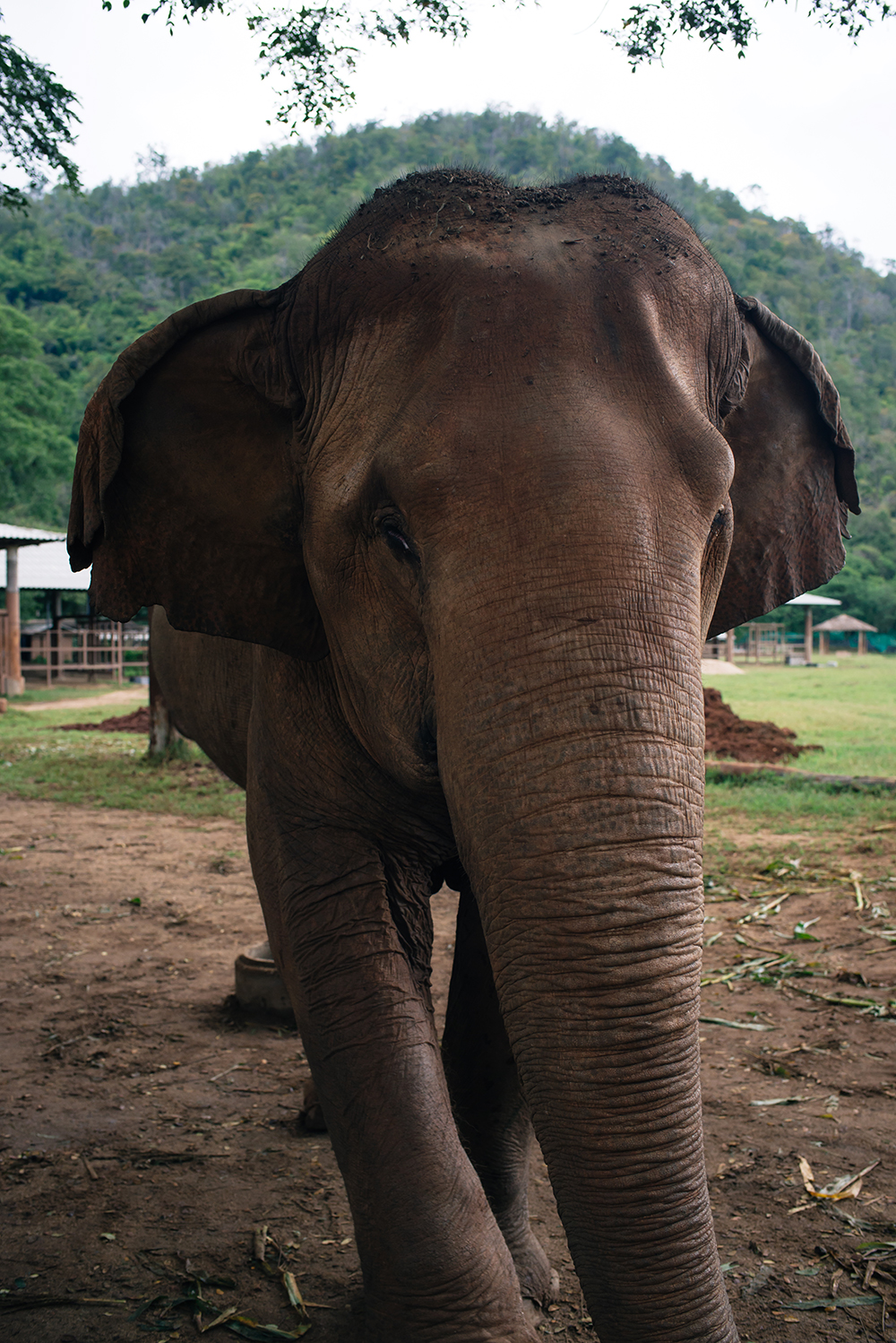 Elephant Nature Park rescue and sanctuary Chiang Mai Thailand.