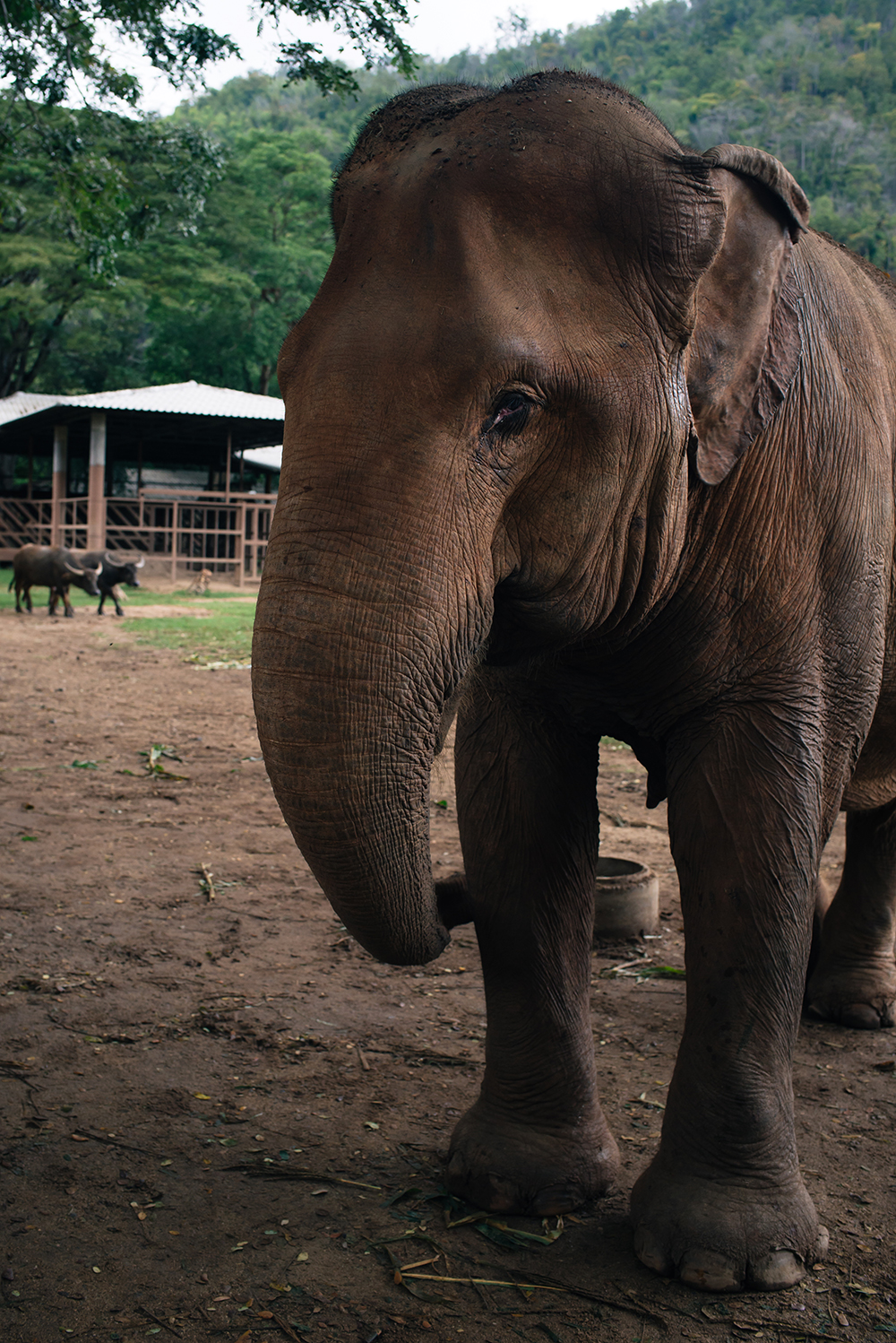 Elephant Nature Park rescue and sanctuary Chiang Mai Thailand.