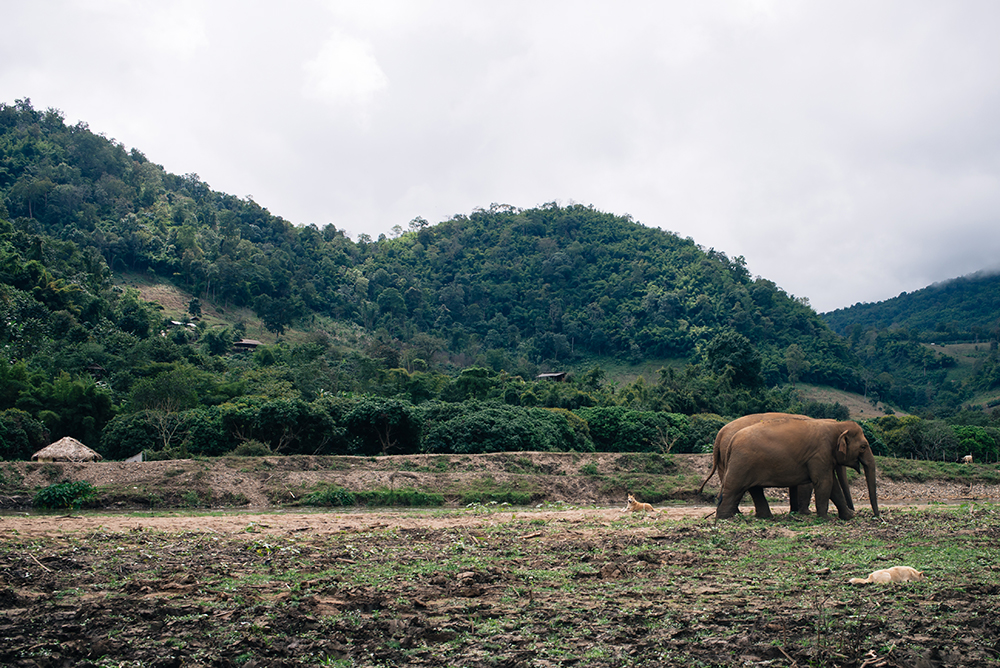 Elephants walking at Elephant Nature Park rescue and sanctuary Chiang Mai Thailand.