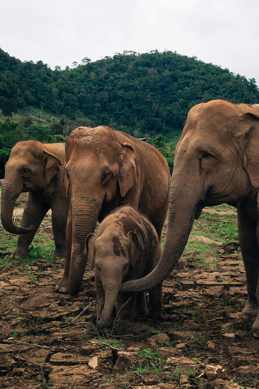 Elephant family at Elephant Nature Park rescue and sanctuary Chiang Mai Thailand.