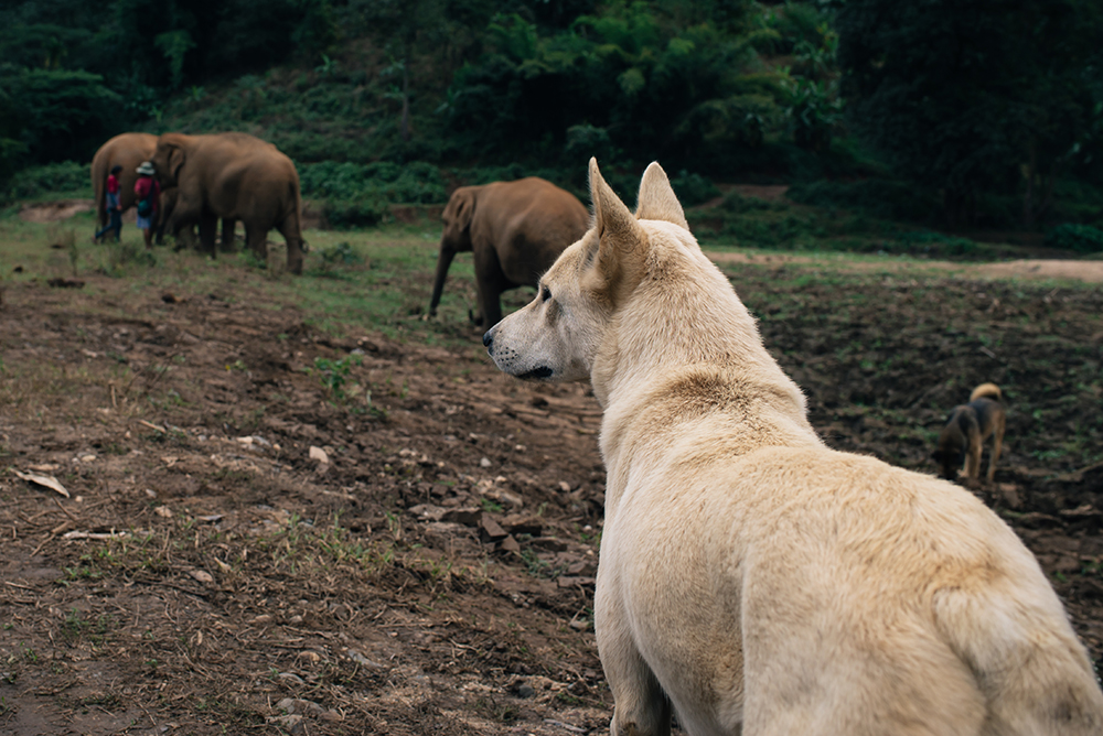 Dog watching over elephants at Elephant Nature Park rescue and sanctuary Chiang Mai Thailand.