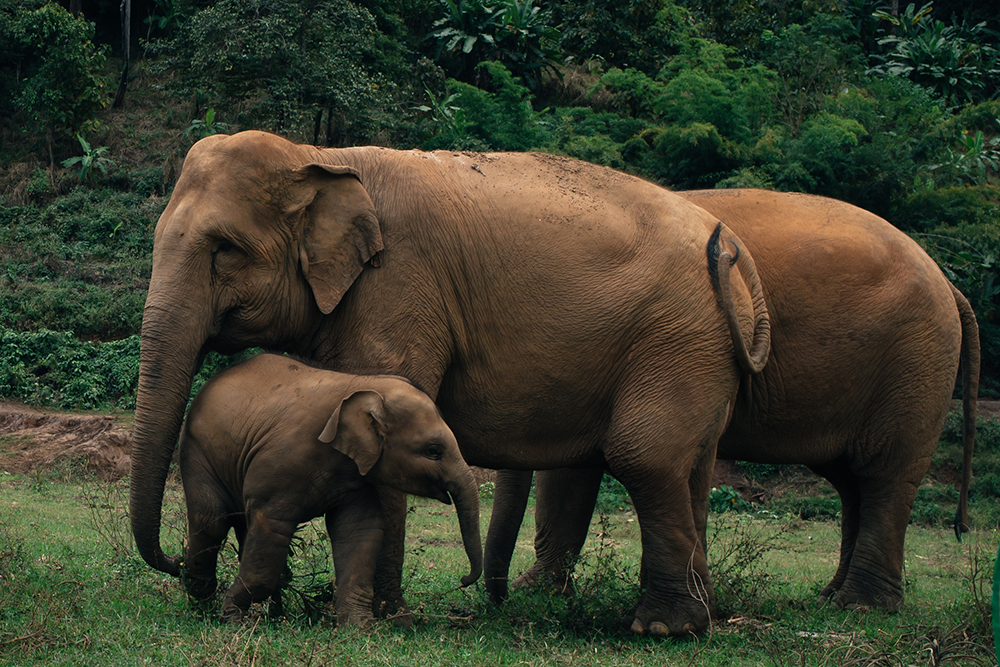 Elephant family at Elephant Nature Park rescue and sanctuary Chiang Mai Thailand.