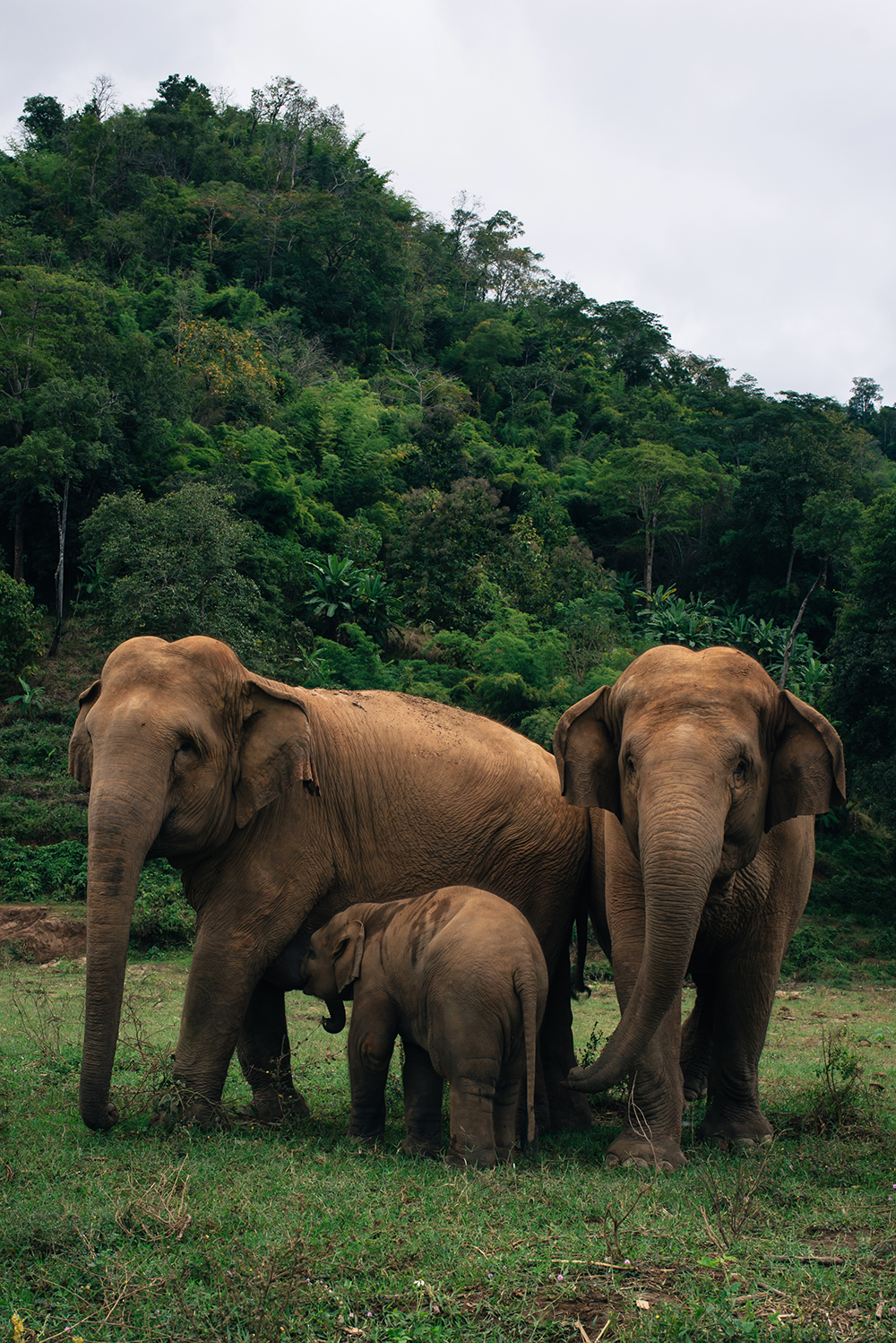 Elephant family at Elephant Nature Park rescue and sanctuary Chiang Mai Thailand.