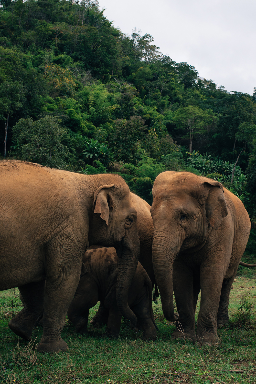Elephant family at Elephant Nature Park rescue and sanctuary Chiang Mai Thailand.