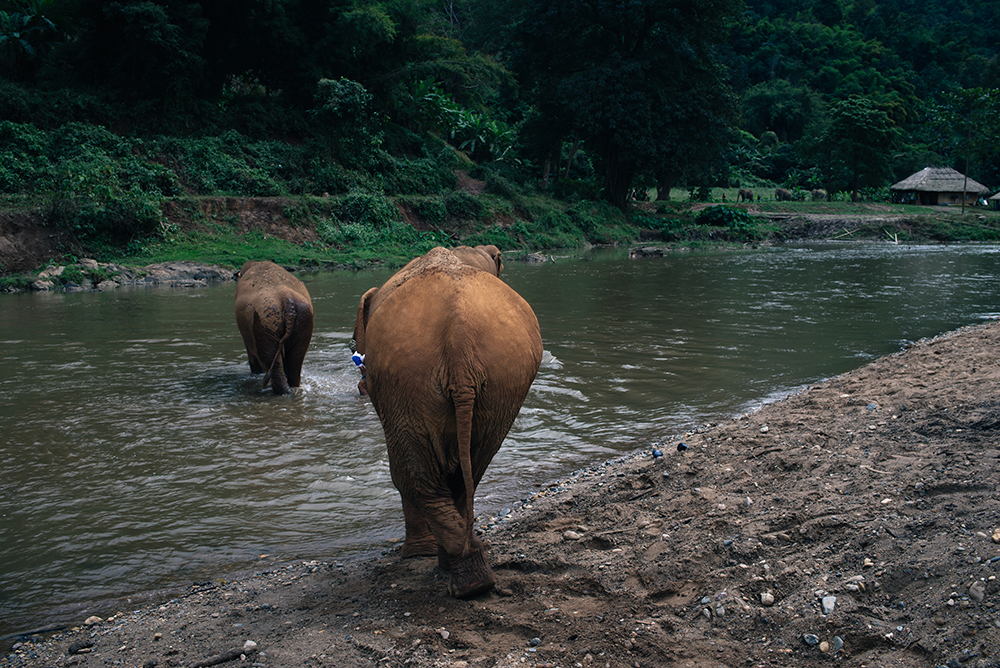 Elephants in river at Elephant Nature Park rescue and sanctuary Chiang Mai Thailand.