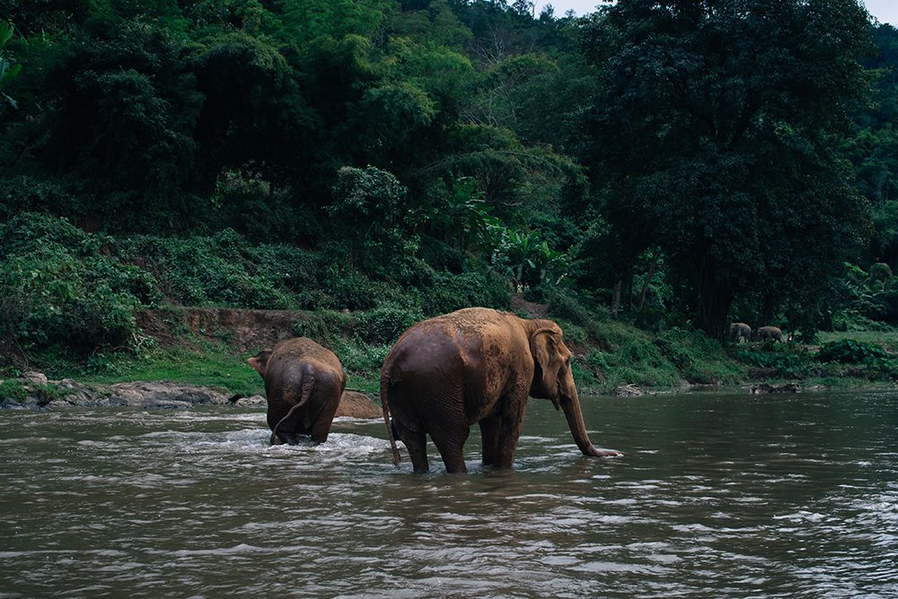 Elephants in river at Elephant Nature Park rescue and sanctuary Chiang Mai Thailand.