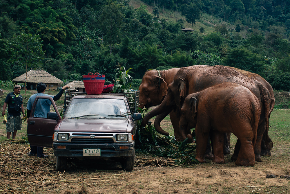 Elephant feeding time at Elephant Nature Park rescue and sanctuary Chiang Mai Thailand.
