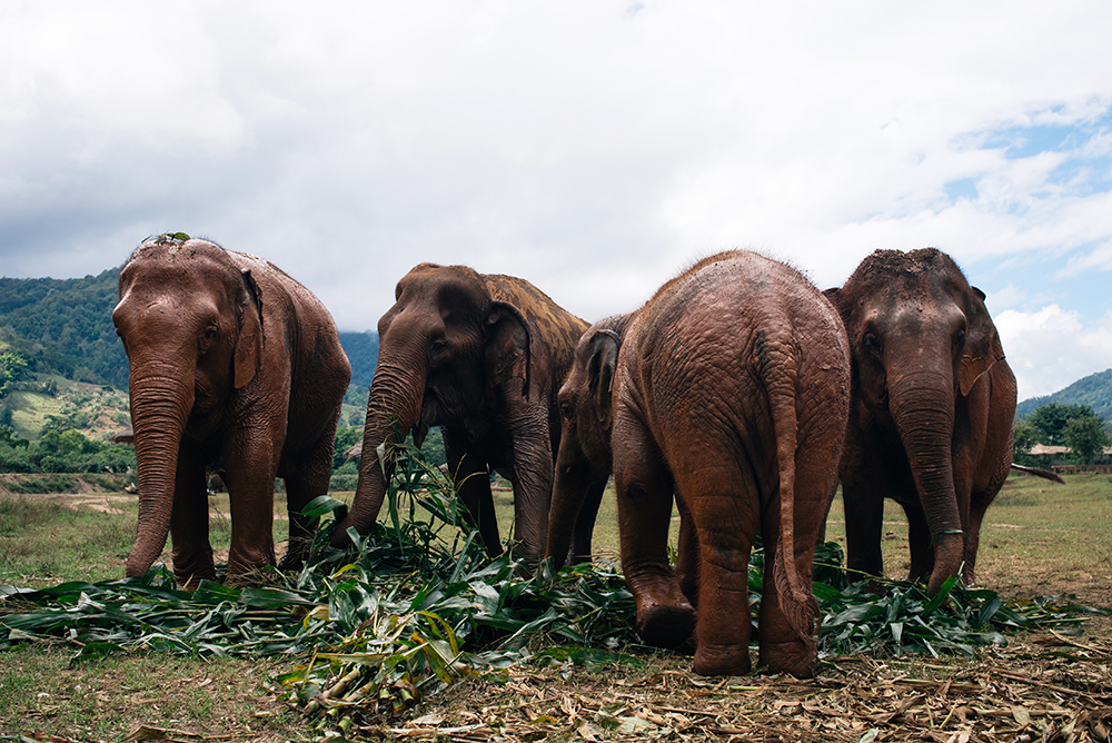 Elephant family at Elephant Nature Park rescue and sanctuary Chiang Mai Thailand.