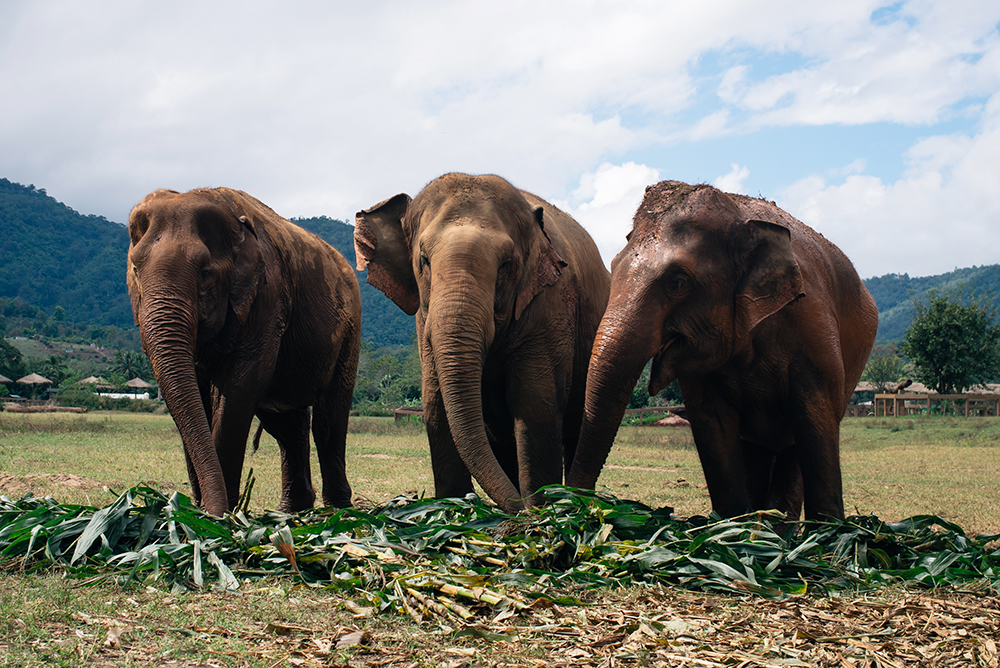 Elephant family at Elephant Nature Park rescue and sanctuary Chiang Mai Thailand.