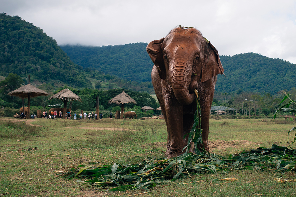 Elephant eating at Elephant Nature Park rescue and sanctuary Chiang Mai Thailand.