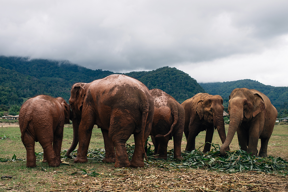 Elephant family at Elephant Nature Park rescue and sanctuary Chiang Mai Thailand.