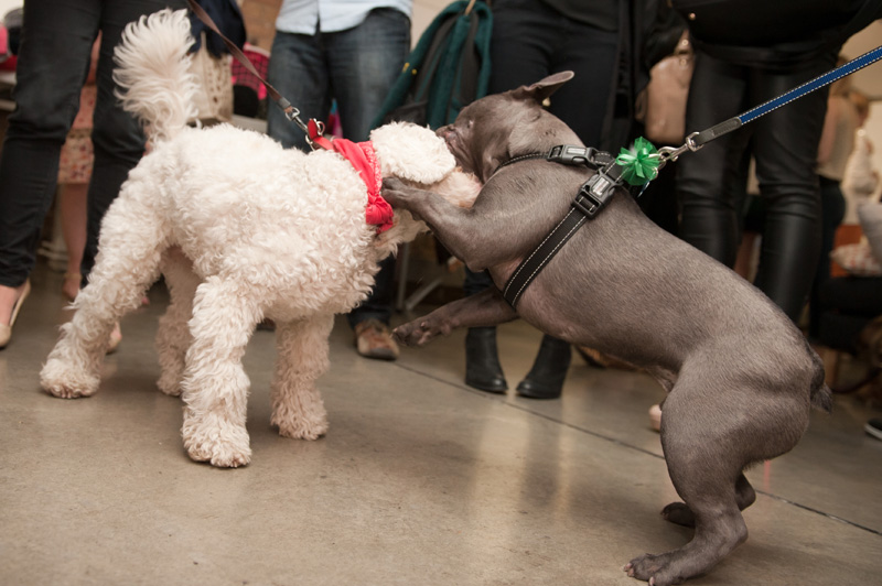 PetsPyjamas fashion blogger puppy dog party, event, french bulldog & cockapoo playing