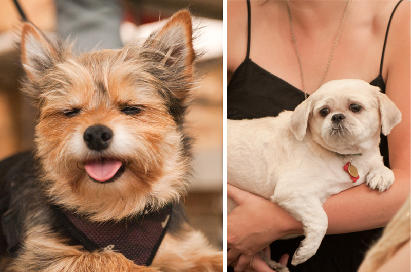 PetsPyjamas Fashion Blogger Puppy Dog Party