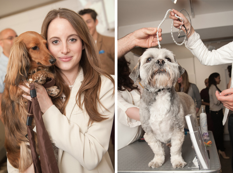 PetsPyjamas Fashion Blogger Puppy Dog Party co hosted by Rosie Fortescue & Noodle, Dachshund, Sausage Dog, Grooming, shih tzu
