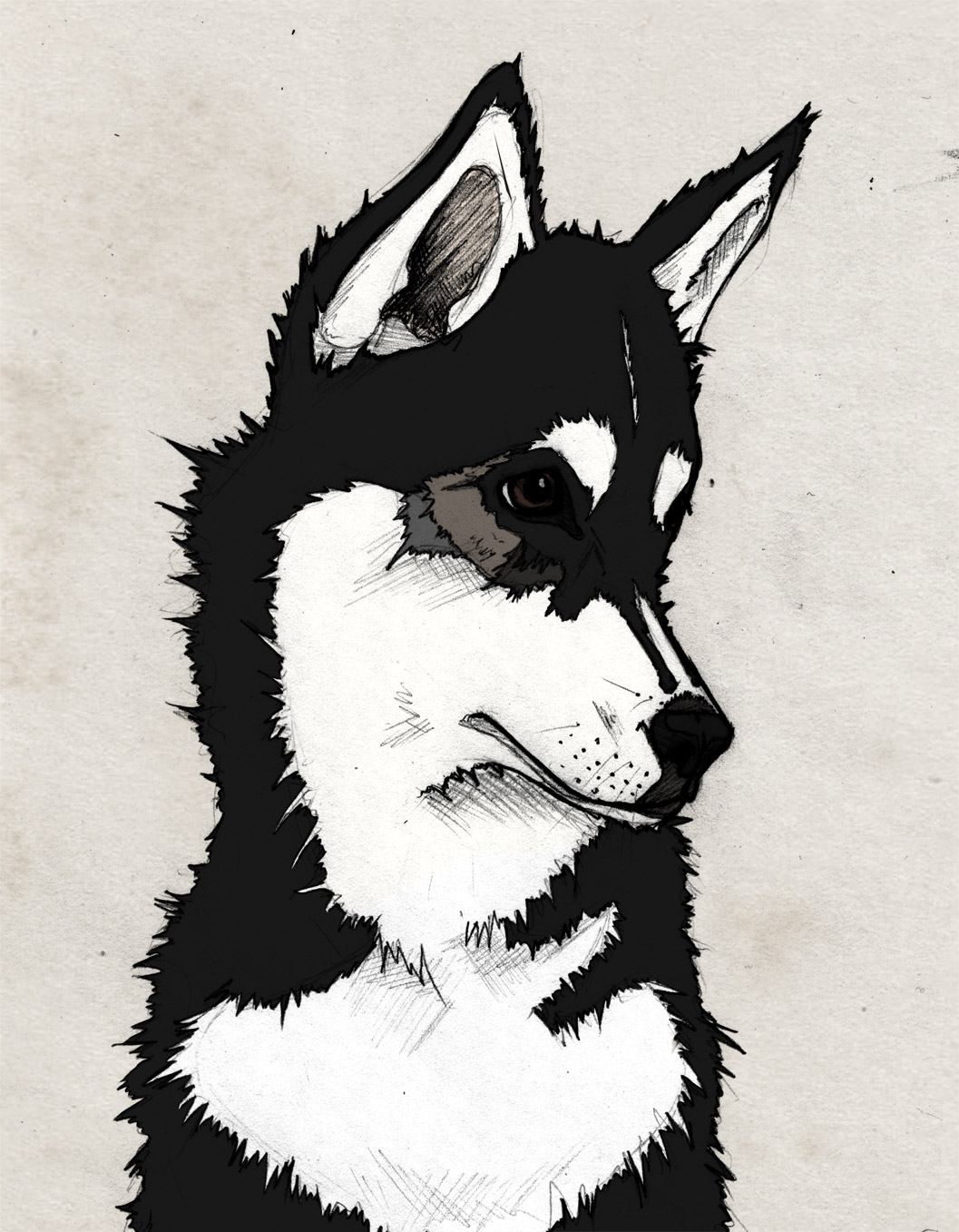 Nico Illustration Nico, Sketch, Illustration, Husky, Siberian Husky, Puppy, Black, Graphic, Photoshop