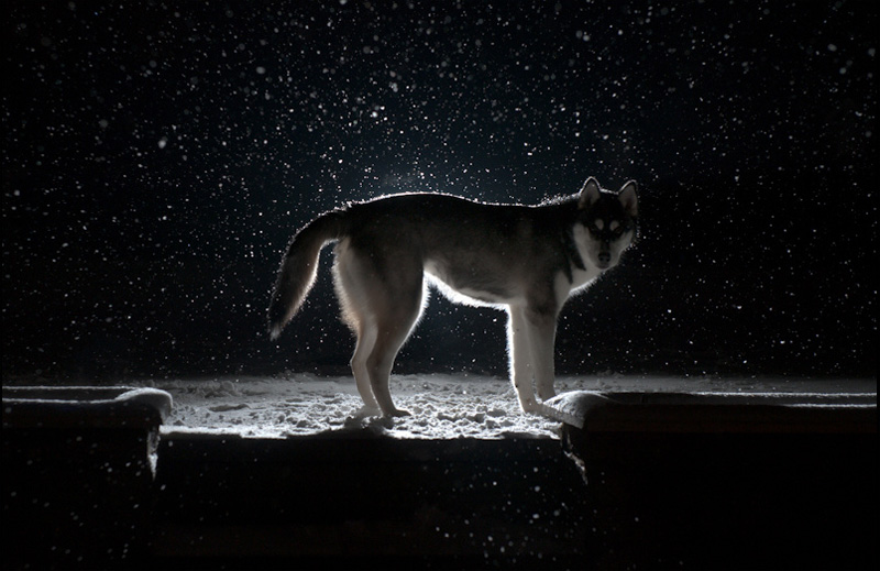 Nico Snow Nico, FAIIINT, Siberian Husky, Husky, Puppy, Dog, Wolf, Snow, Snowing, Dark, Night, Black & White