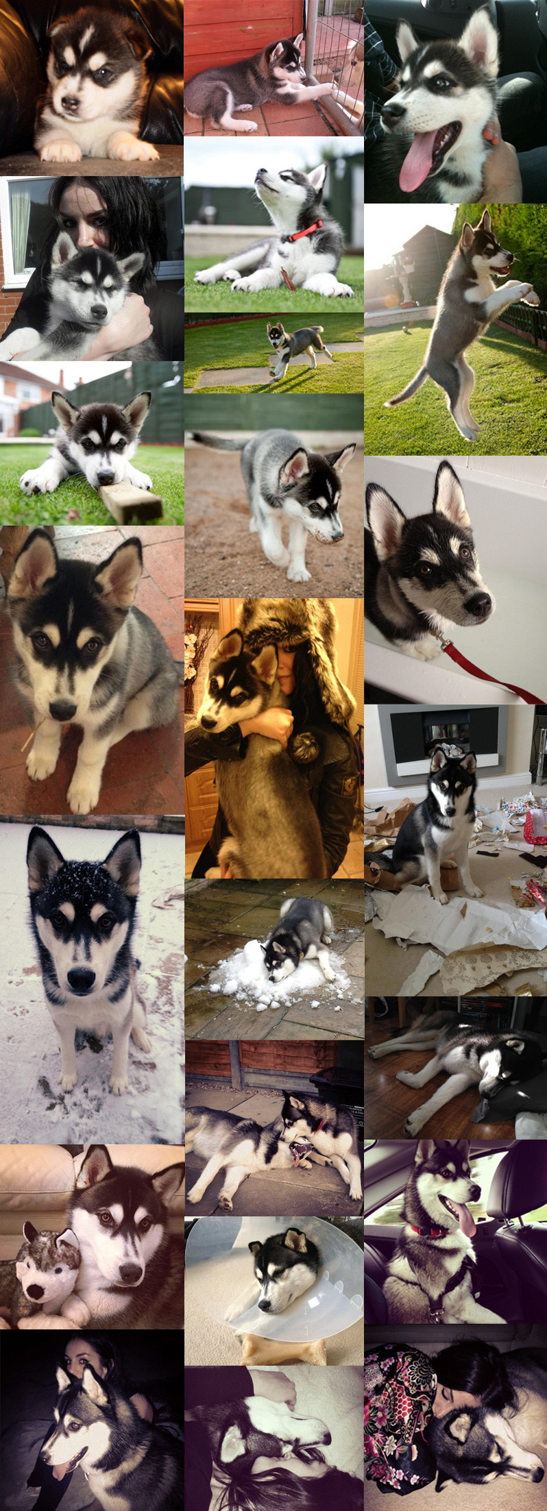Nico 1st Birthday Montage Nico, Siberian Husky, Husky, Puppy, 1st Birthday, Dog, Black & White, Montage, Growing Up, FAIIINT