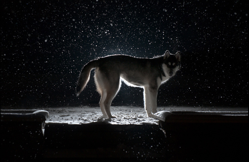 Nico, FAIIINT, Siberian Husky, Husky, Puppy, Dog, Wolf, Snow, Snowing, Dark, Night, Black & White
